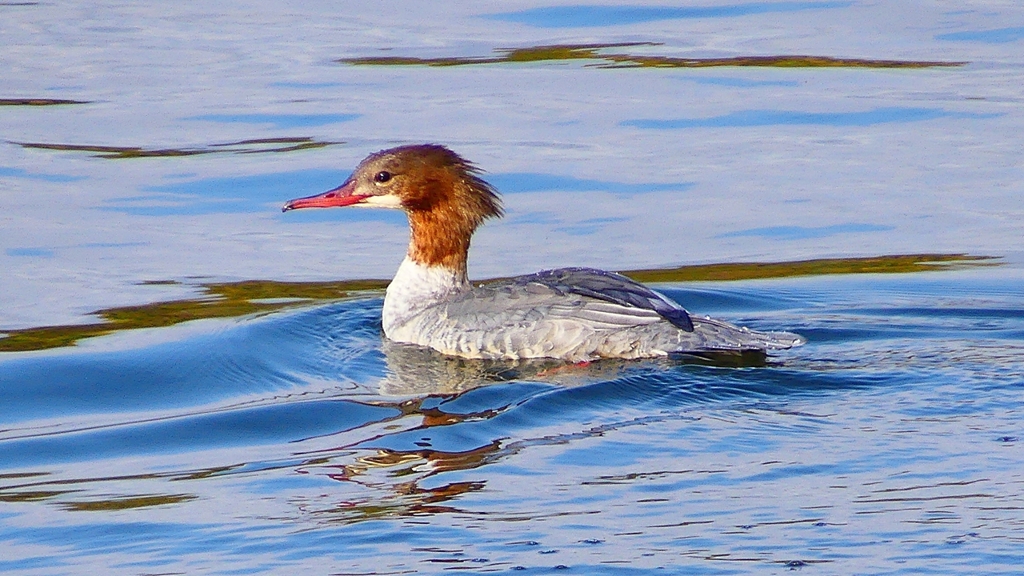 P2390178：カワアイサ（メス）