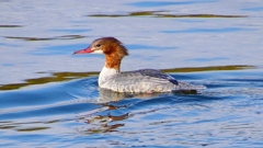 P2390178：カワアイサ（メス）