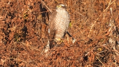 DSCN5437：ハイタカ