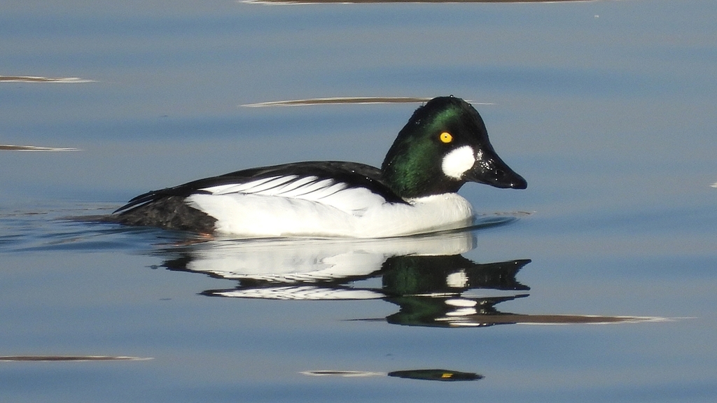 ②DSCN0513：ホオジロガモ（オス）