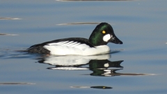 ②DSCN0513：ホオジロガモ（オス）