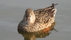 DSCN3166：ハシビロガモ（メス）