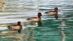 P2350396：キンクロハジロ