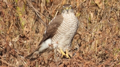 DSCN5525：ハイタカ