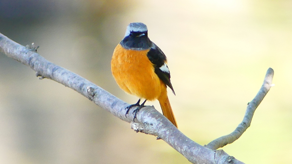 P2330063：ジョウビタキ（オス）