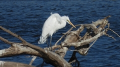 DSCN1120：ダイサギ