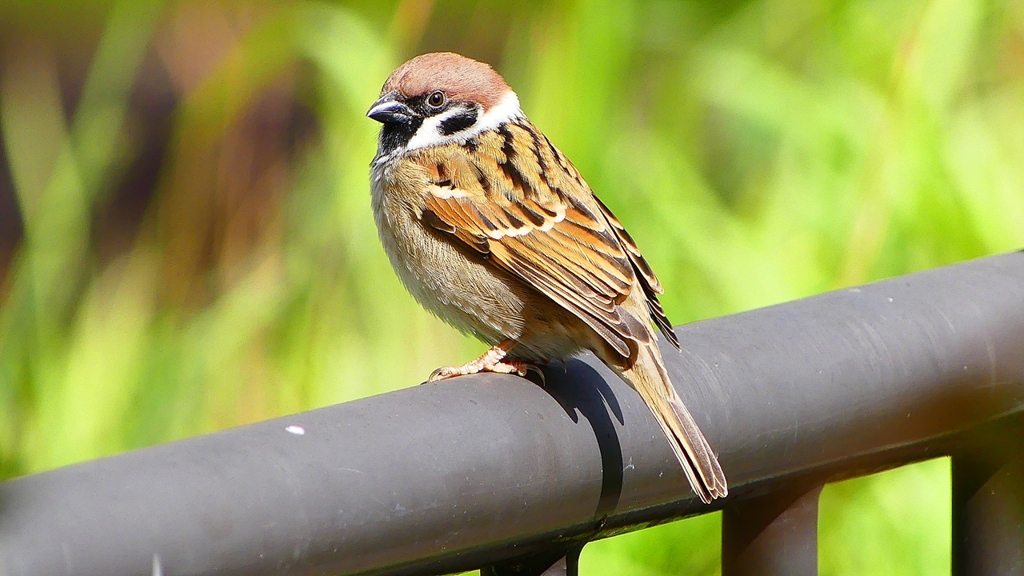 P2340256：スズメ