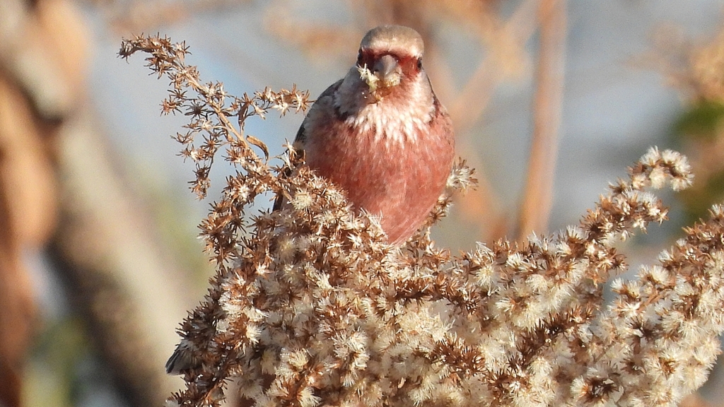 DSCN0995：ベニマシコ（オス）