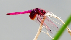 P2280149：ベニトンボ（オス）