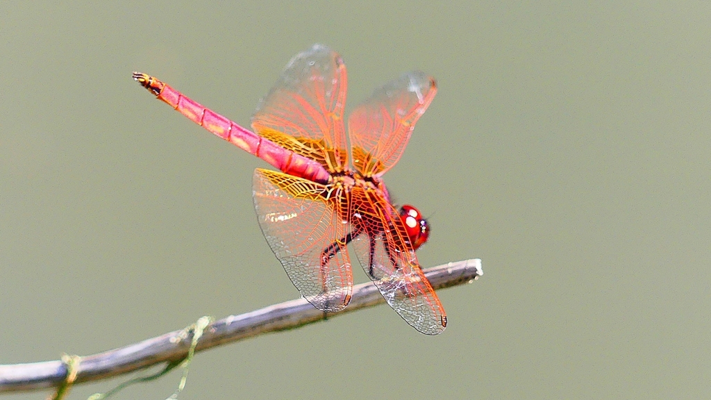 P2300757：ベニトンボ（オス）