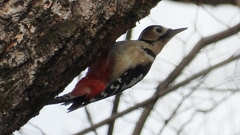 DSCN1691：アカゲラ（メス）