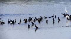 P2360808：カワウ他