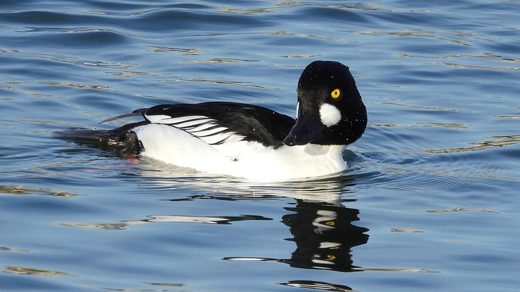 DSCN2609：ホオジロガモ（オス）