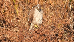 DSCN5508：ハイタカ