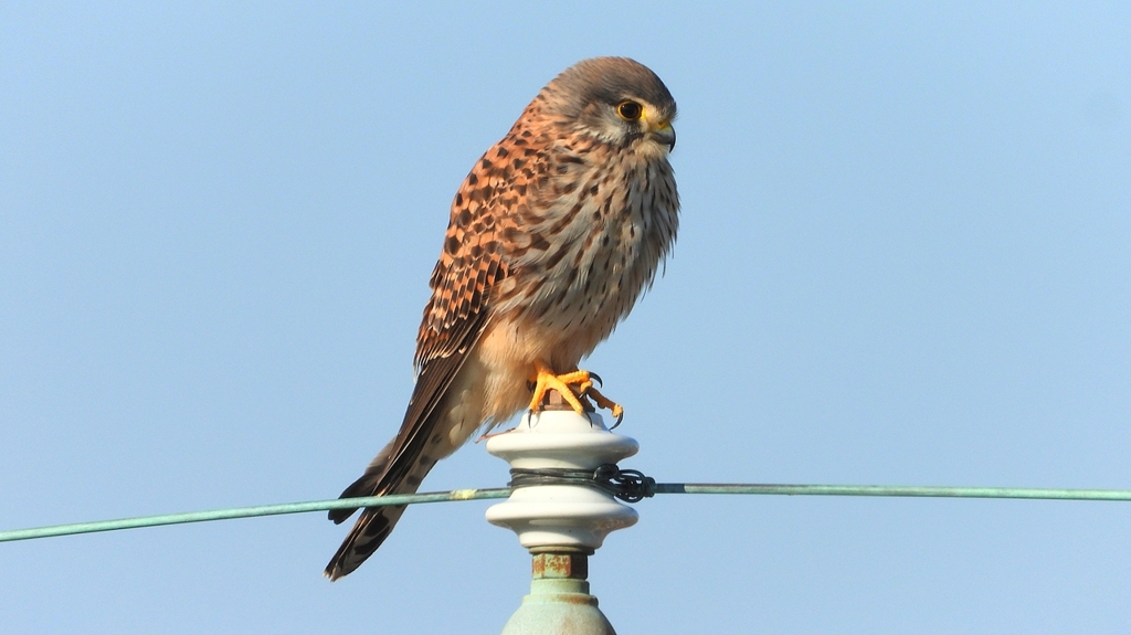 DSCN6579：チョウゲンボウ