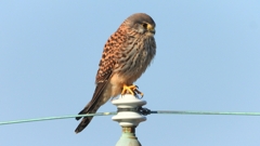 DSCN6579：チョウゲンボウ