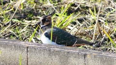 P2340611：タゲリ