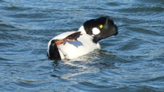 DSCN5599：ホオジロガモ（オス）