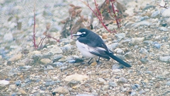 P2400847：セグロセキレイ