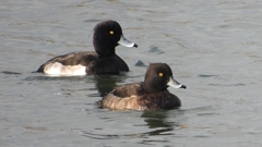 DSCN3965：キンクロハジロ