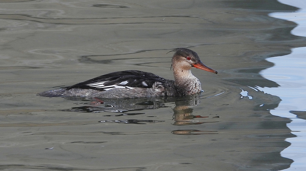 DSCN3223：ウミアイサ（オス）