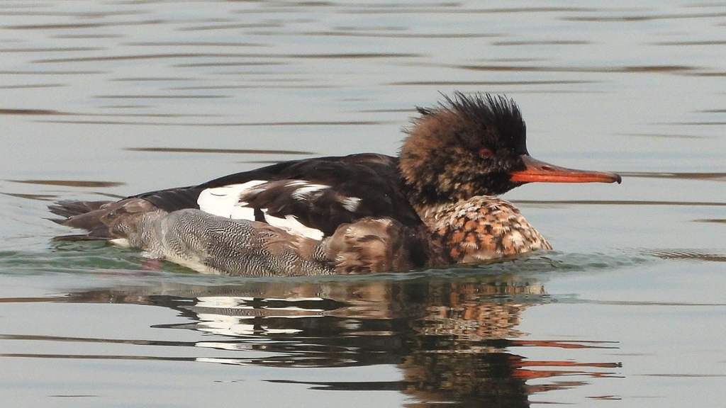 DSCN7228：ウミアイサ