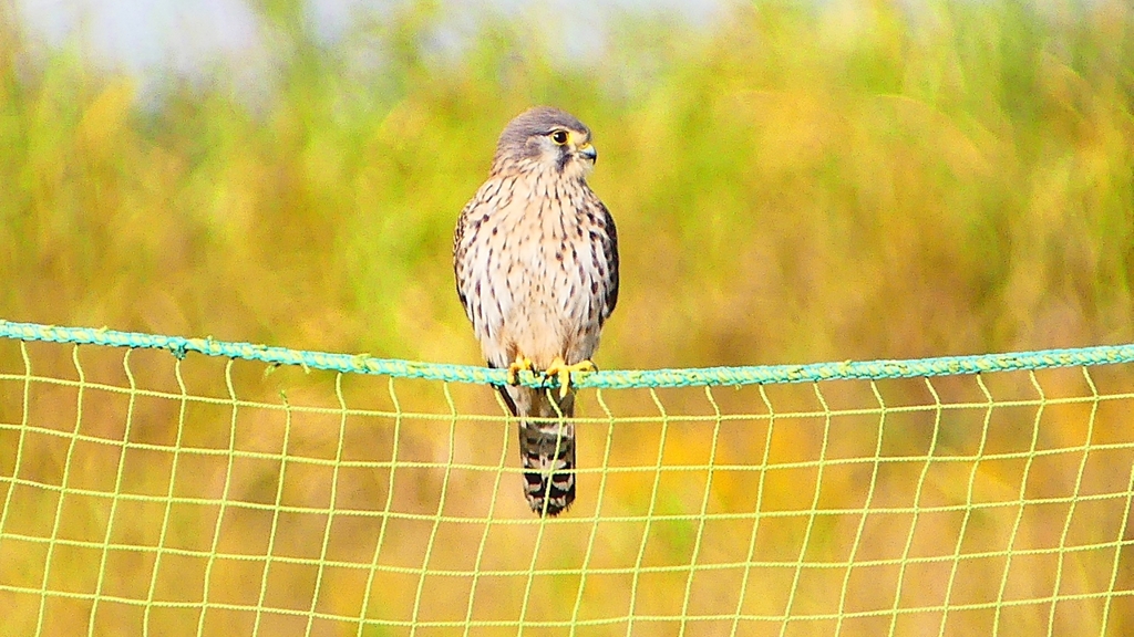 P2340345：チョウゲンボウ