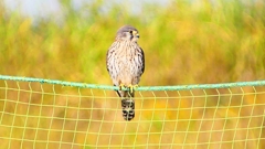 P2340345：チョウゲンボウ