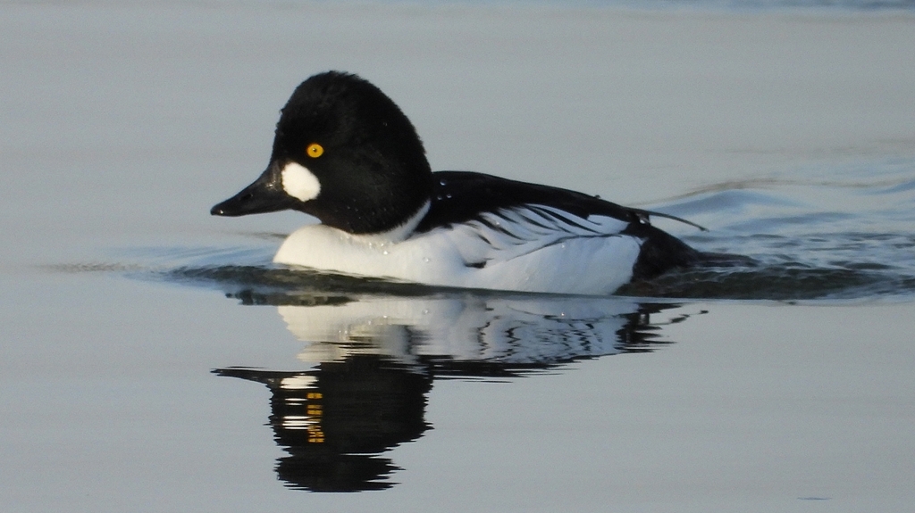 DSCN2443：ホオジロガモ（オス）