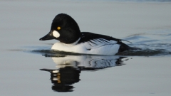 DSCN2443：ホオジロガモ（オス）