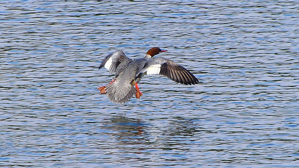 P2390145：飛ぶカワアイサ（メス）