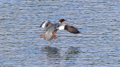 P2390145：飛ぶカワアイサ（メス）