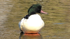 DSCN1462：カワアイサ（オス）