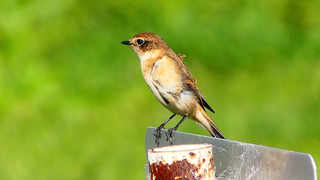 P2310833：ノビタキ