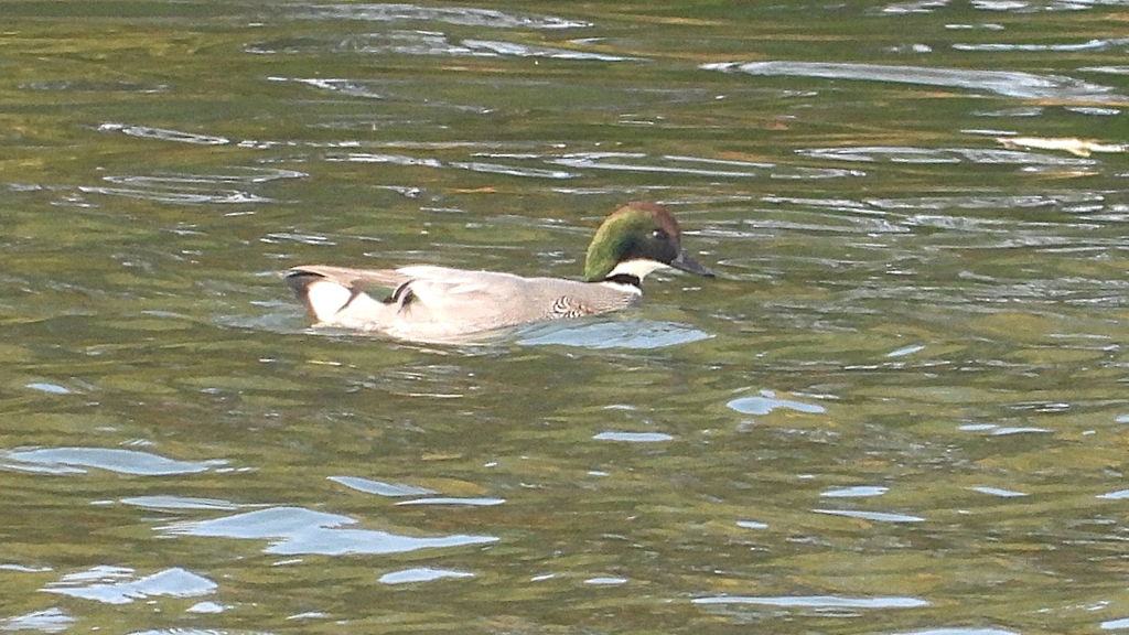 DSCN0802：ヨシガモ（オス）