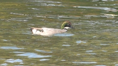 DSCN0802：ヨシガモ（オス）