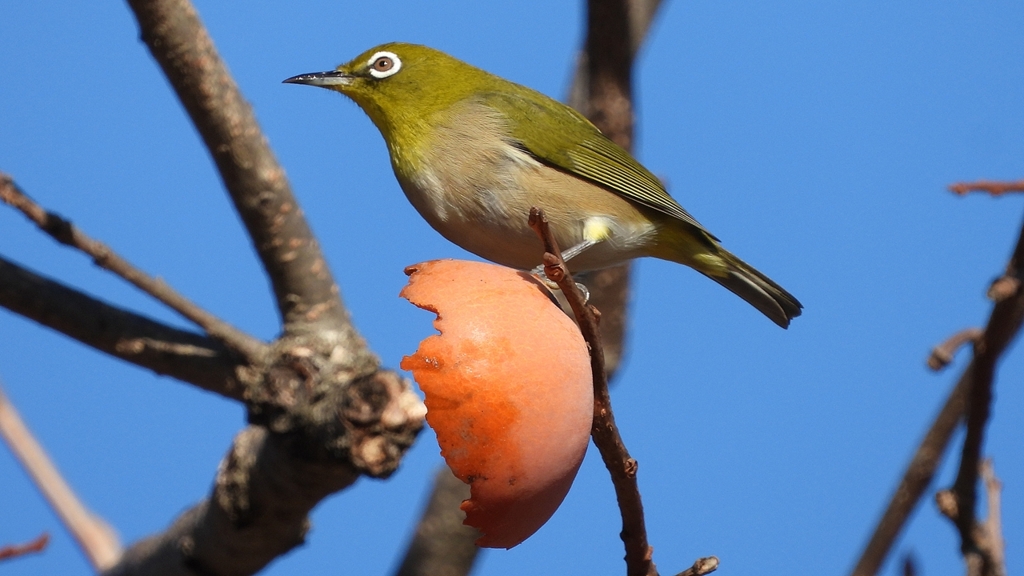 DSCN8742：メジロ