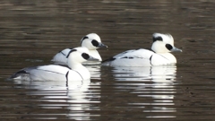 DSCN3185：ミコアイサ（オス）