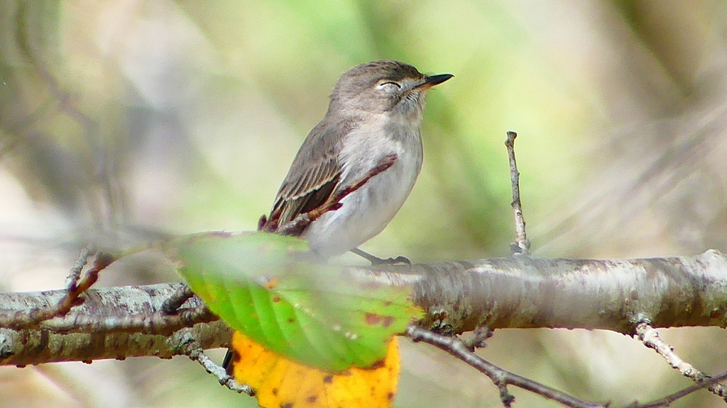 P2260606：コサメビタキ