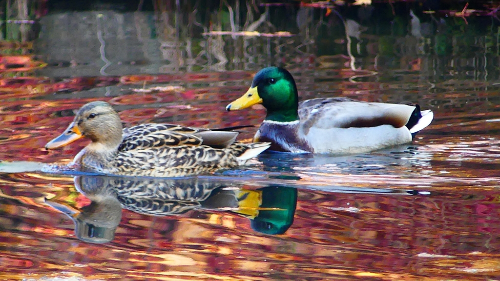 P2420026：マガモ