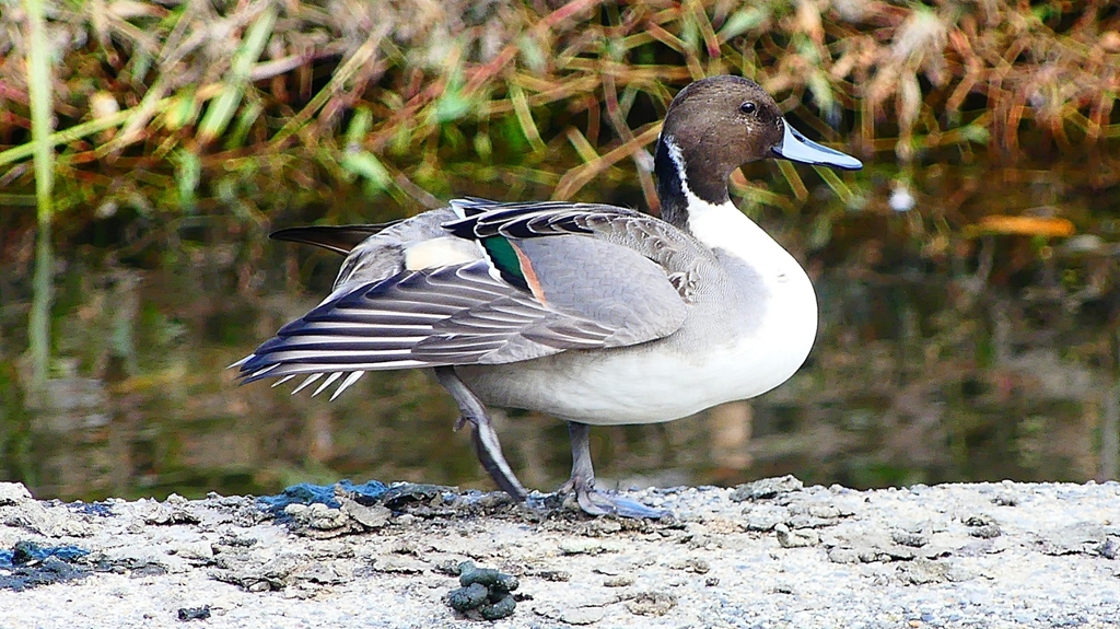 P2400024：オナガガモ（オス）