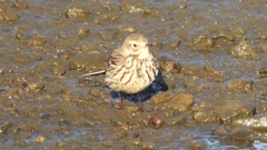 DSCN6480：タヒバリ