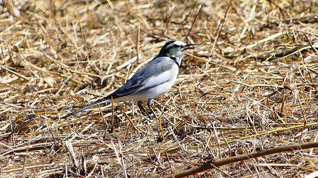 P2330424：ハクセキレイ