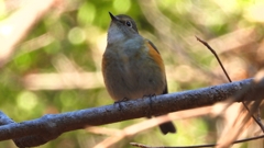 DSCN8102：ルリビタキ（メスタイプ）