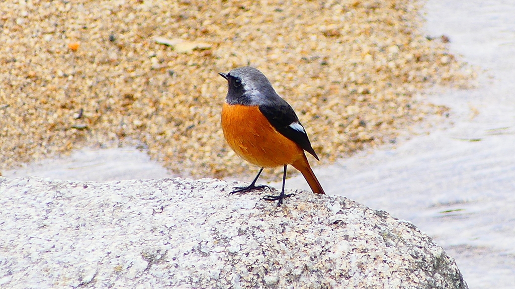 P2370084：ジョウビタキ（オス）