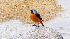 P2370084：ジョウビタキ（オス）