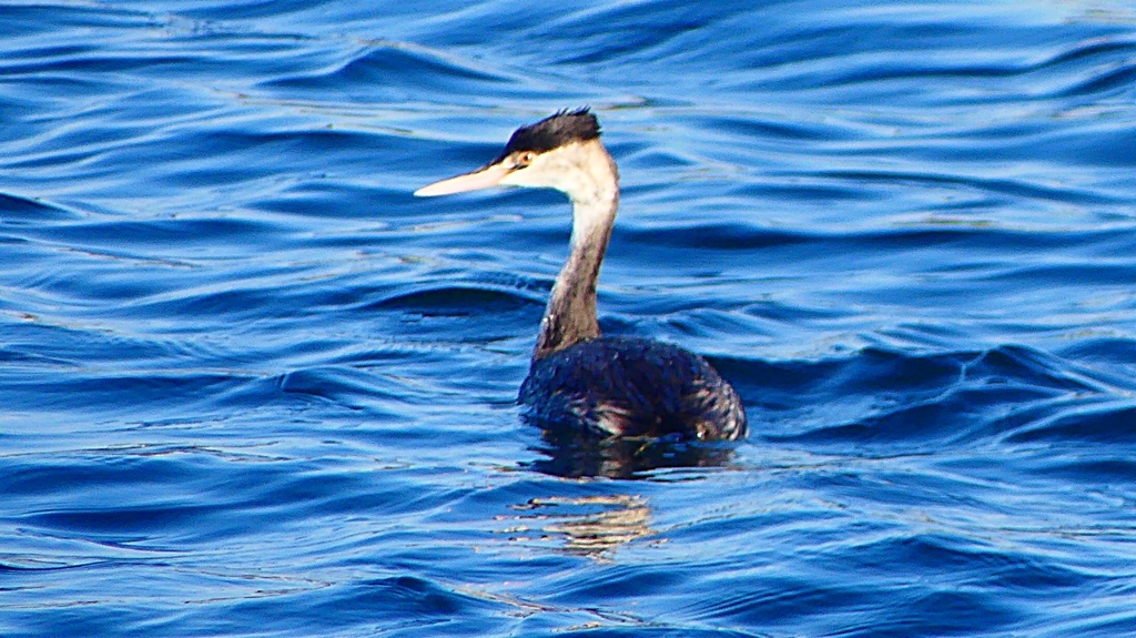 P2380227：カンムリカイツブリ