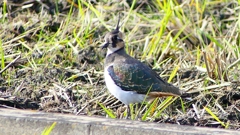 P2340656：タゲリ