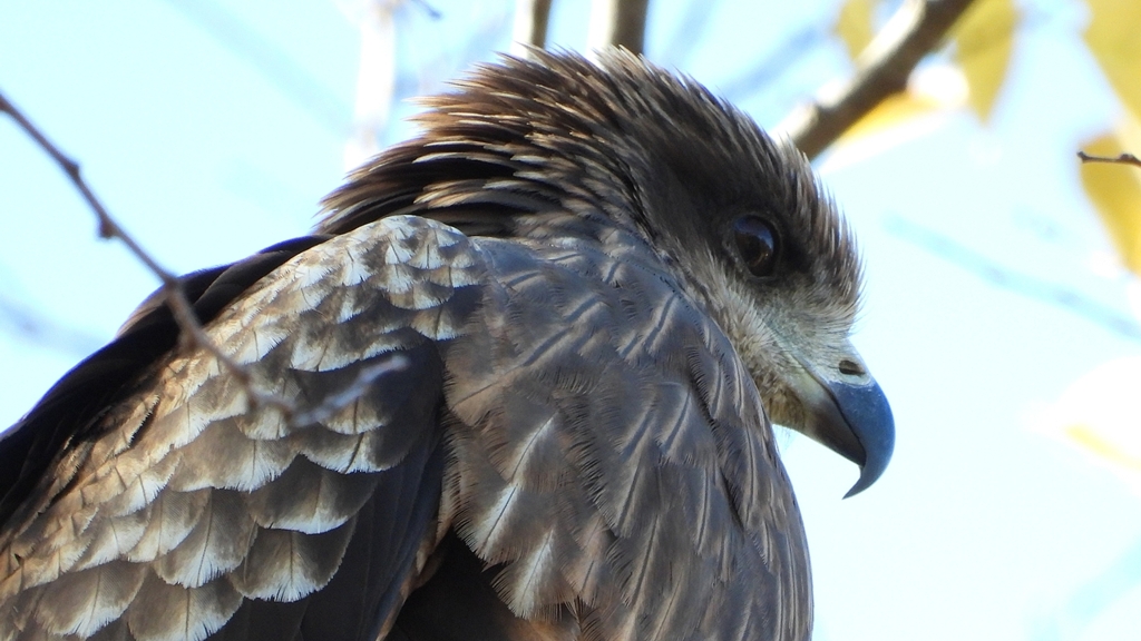 DSCN1371：トビ（顔アップ）