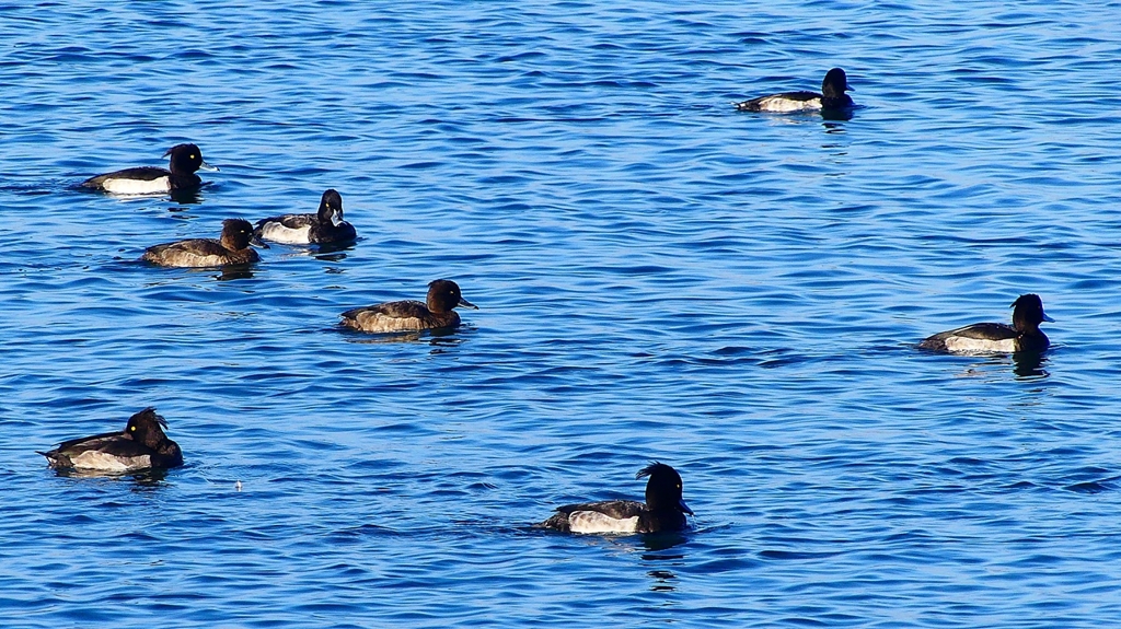 P2380255：キンクロハジロ